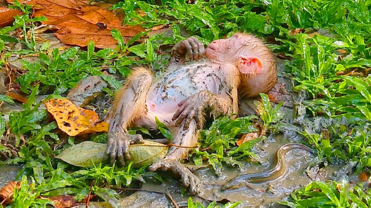 Lovely newborn Baby was alone without seeing mother come to caring of him