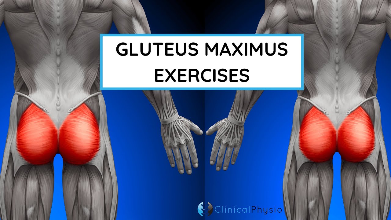 Best Exercises for Glute Max! | Gluteus Maximus Exercises