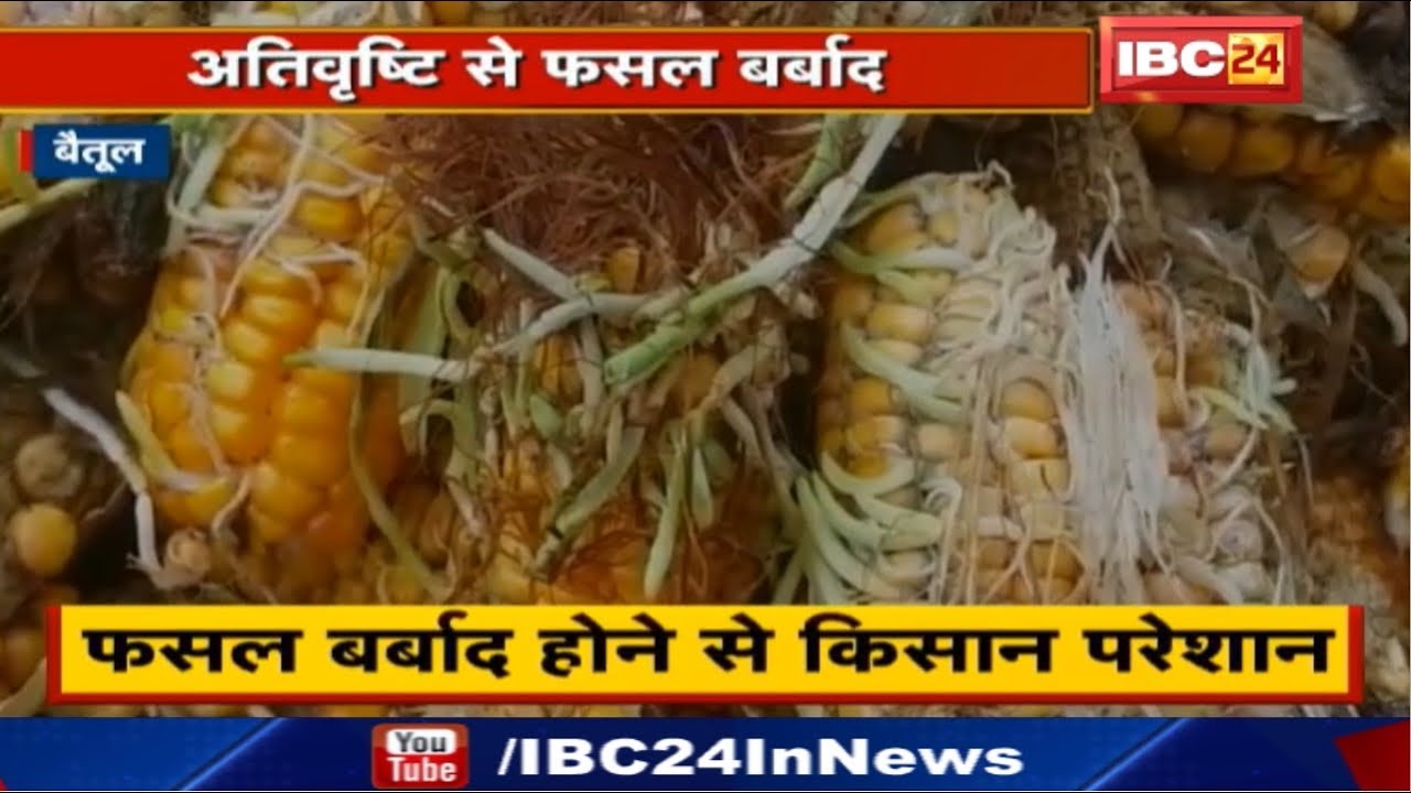 Betul News MP : अतिवृष्टि से फसल बर्बाद | Makka और Soyabean की फसल बर्बाद