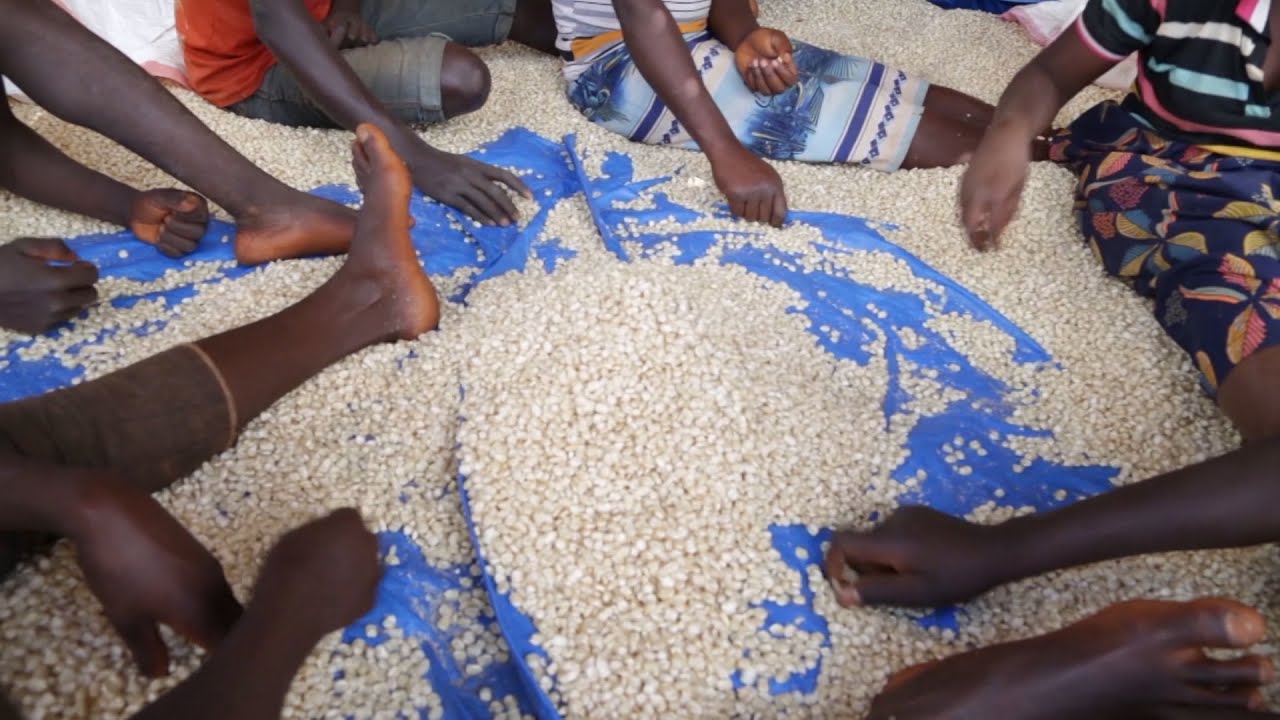 Imbuto z'ibigori (Hybride) ziriko zirakorwa kandi zikagwirizwa hano iwacu mu Burundi - SETRACO