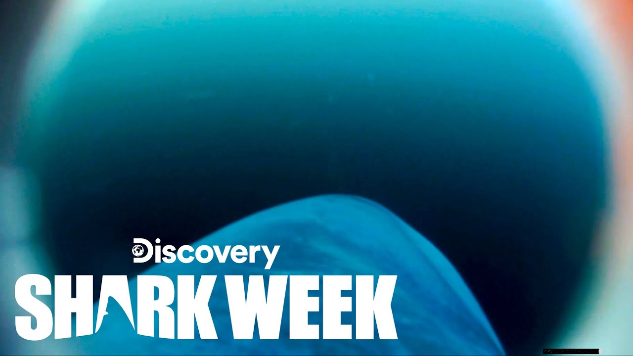 Never Before Seen Porbeagle Shark’s POV Footage Recovered | Shark Week