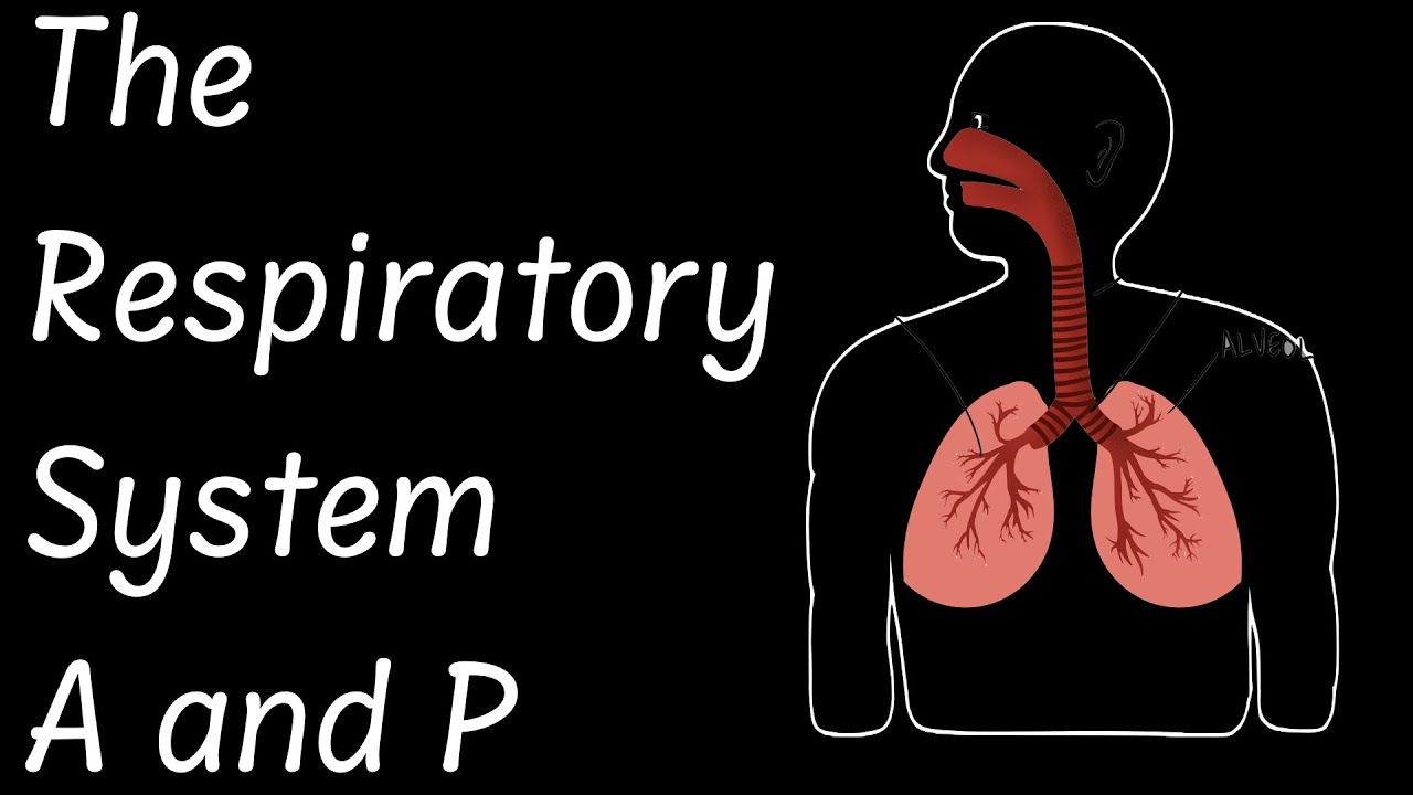Anatomy and Physiology of the Respiratory system.