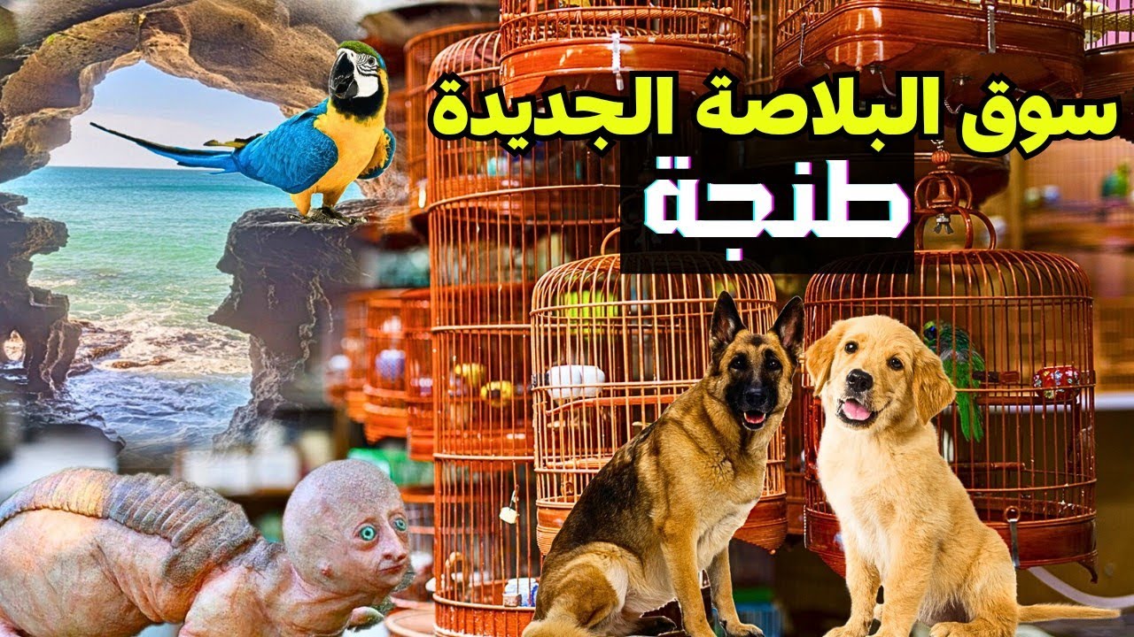 تعرف على سوق 