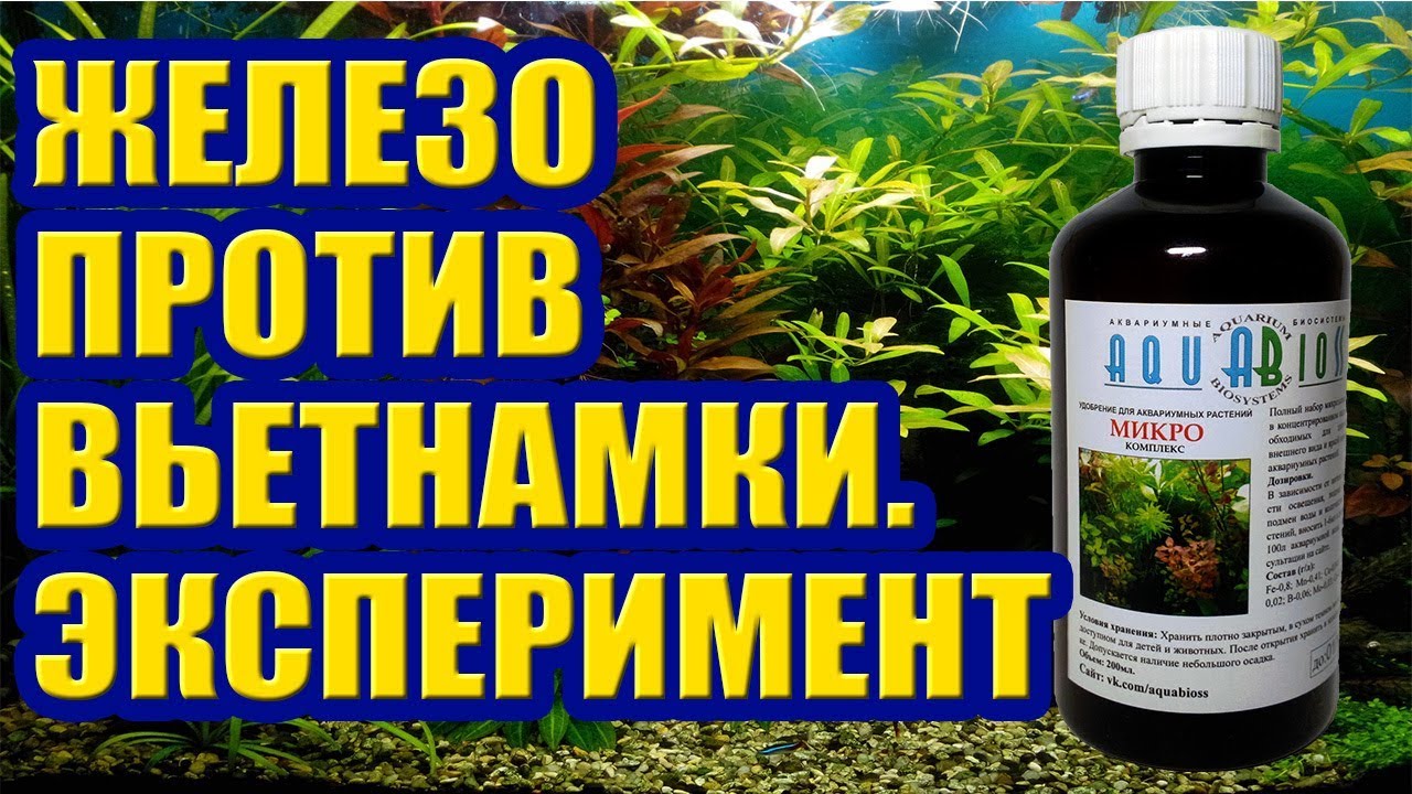 Железо против Вьетнамки. Начало Эксперимента. Черная Борода, Водоросли в Аквариуме