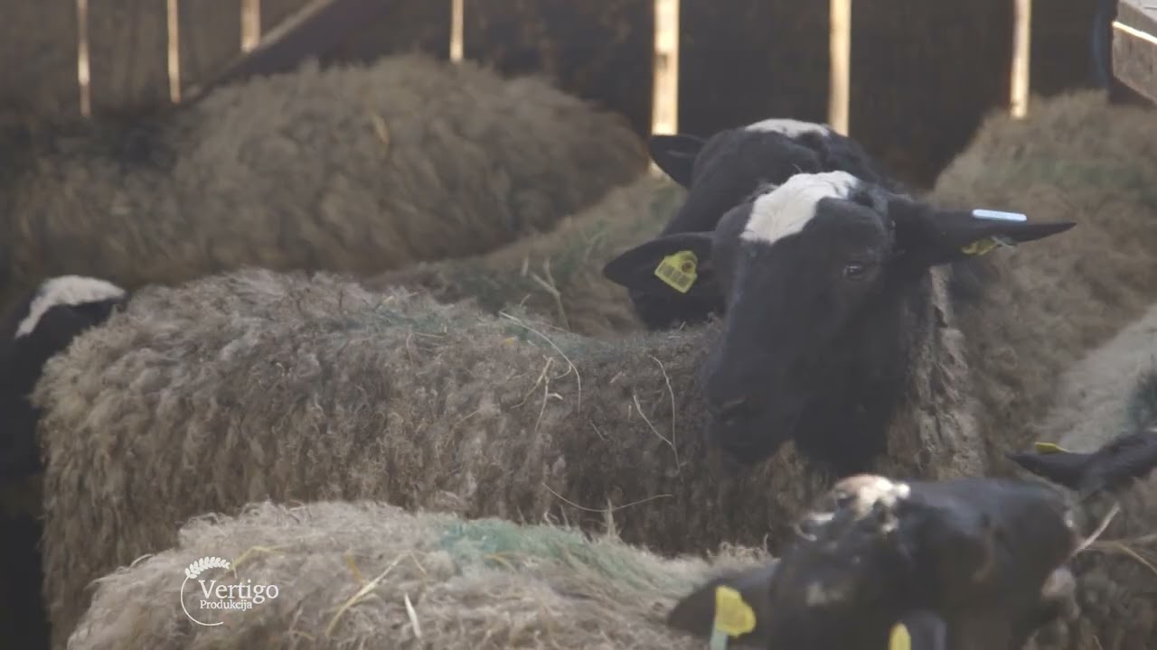 Farma ROMANOVSKI rase OVACA u Kovilju - U nasem ataru 1015