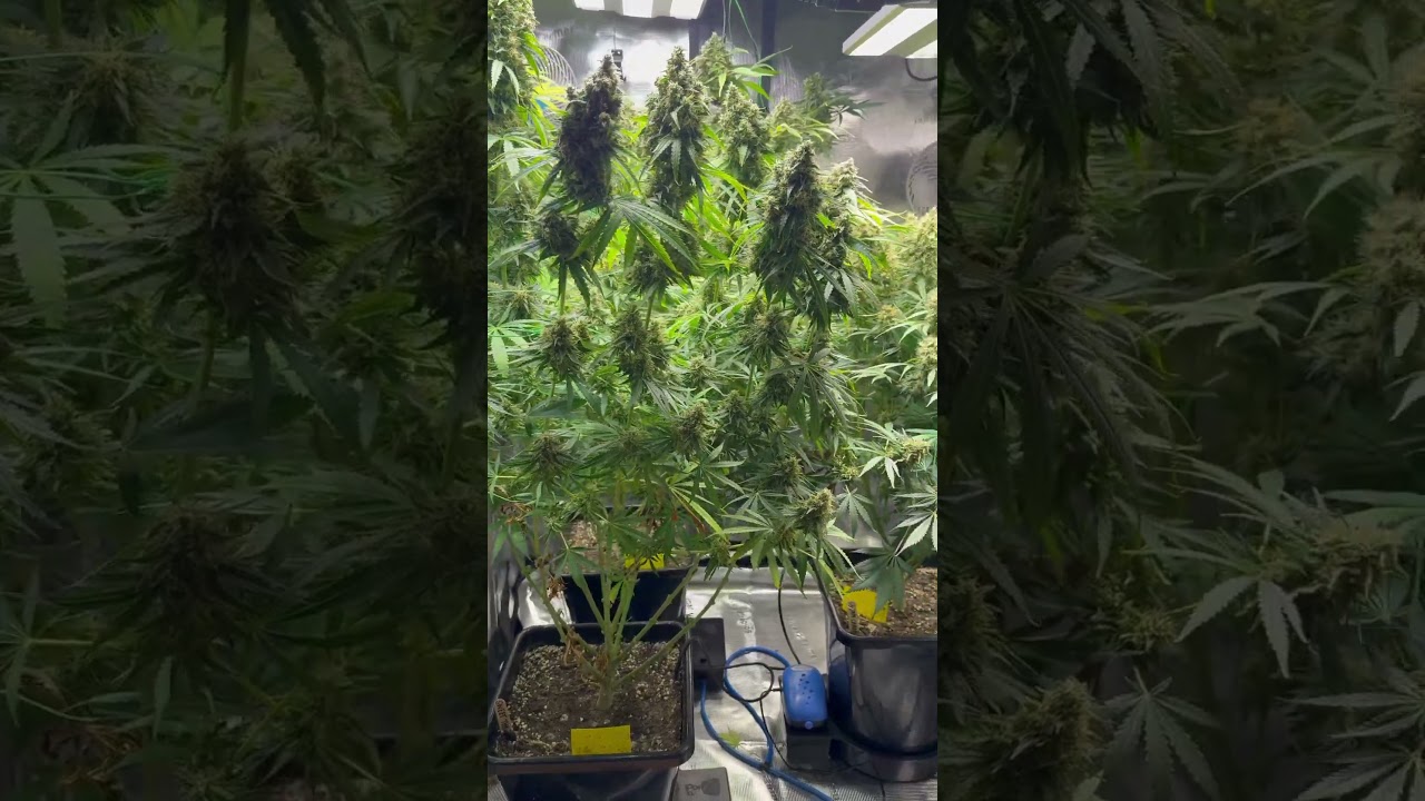 Day 55 After Flipping 12/12 #grow #plants #gardening