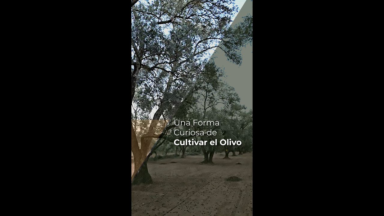 OTRA FORMA DE CULTIVAR EL OLIVO