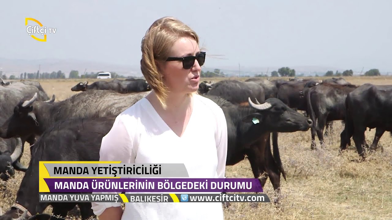 Manda Yuva Yapmış -  Balıkesir - Manda Ürünlerinin  Üretimi Ve Tüketimi.