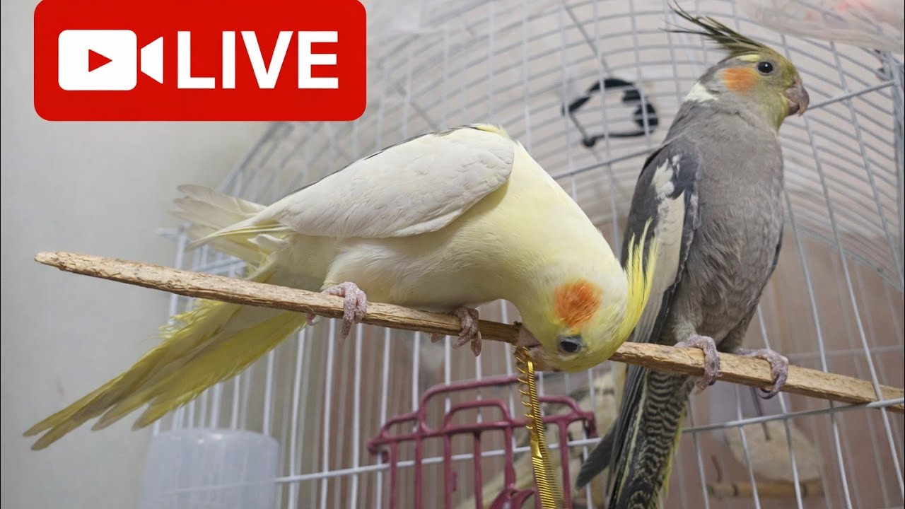 بث مباشر طيور الكوكتيل 🎥🐦 لحظات لطيفة وأصوات مريحة | Cockatiel Live Stream