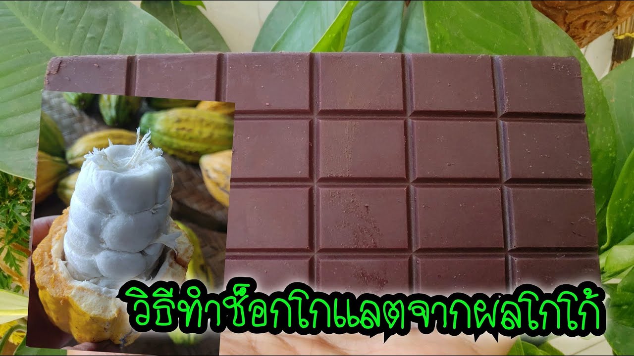 ช็อกโกแลตโฮมเมดจากผลโกโก้/การหมักเมล็ดโกโก้/วิธีทำช็อกโกแลต