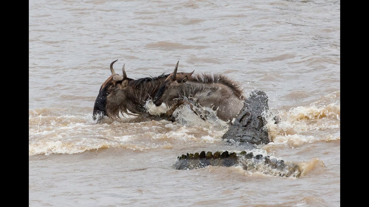 Huge crocodile picks off young wildebeest!
