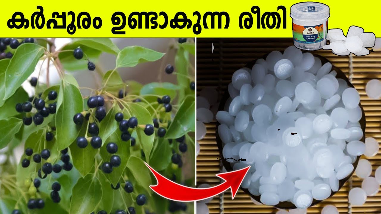 കർപ്പൂരത്തിന്റെ വ്യാവസായിക നിർമ്മാണം എങ്ങനെയെന്നറിയേണ്ടേ | Camphor Making process factory