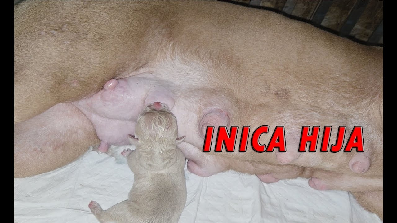 KAYA BA NORMAL DELIVERY? ISA PUPPY LANG?! AMERICAN BULLY DOG