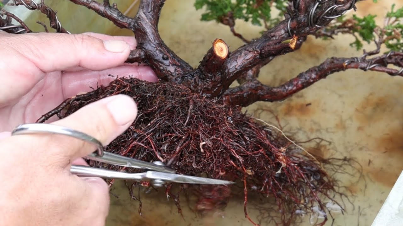Put a bonsai that is too heavy in a fashionable stone boat　ヒバ