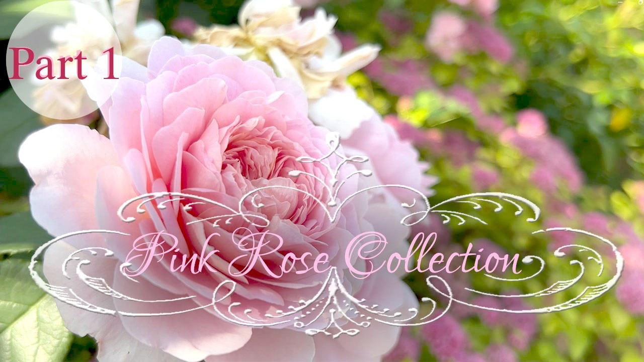 17 Pink Roses for a Romantic Rose Garden •🌸 2026 Color Palette Selection Part 1• French Garden Roses