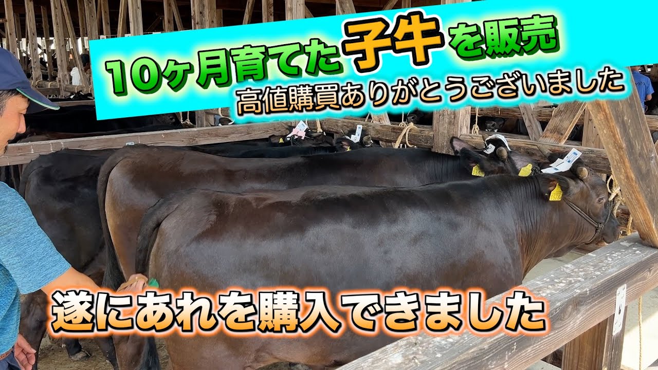 子牛を出荷しました。