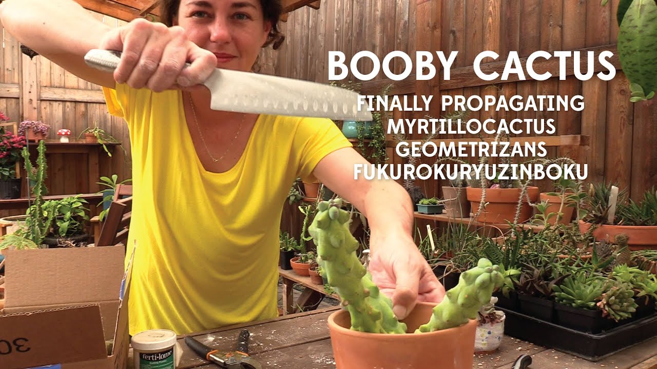 Booby cactus propagation - finally! Myrtillocactus geometrizans 'Fukurokuryuzinboku'