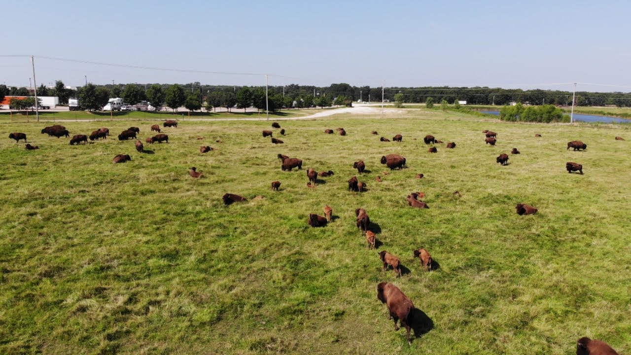 Bison Field trip to the Quapaw Nation.