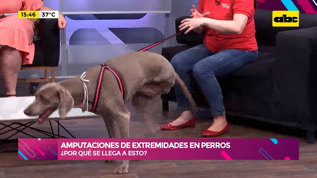 Amputaciones de extremidades en perros