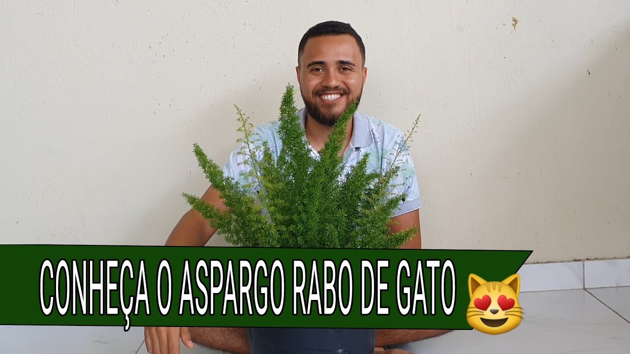 CONHEÇA O ASPARGO RABO DE GATO 😺
