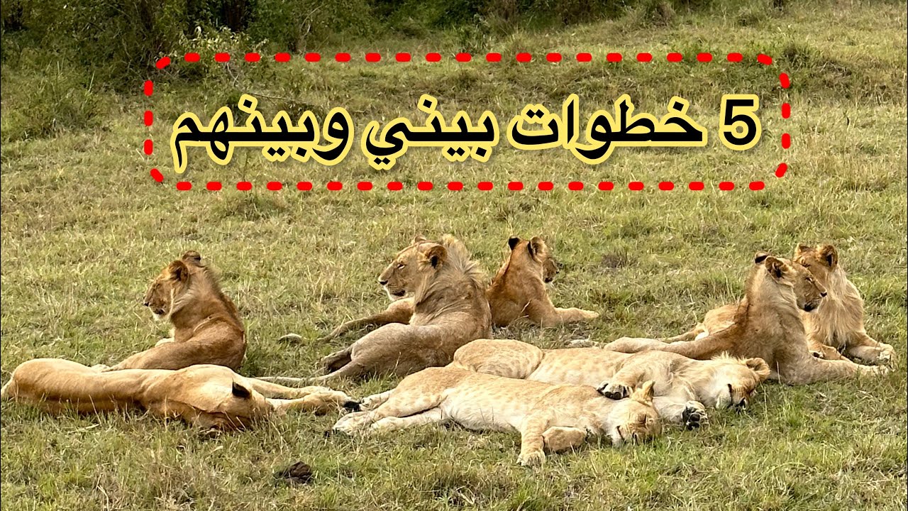 السياحه في افريقيا كينيا الجزء الثاني / 2 / سفاري 