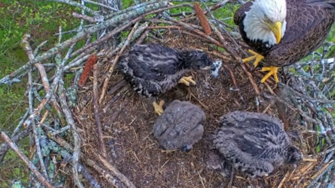 EP#403 #baldeagle Review birds in nest with nature #birdslovers #birdsounds #birdsnest #wildbirds