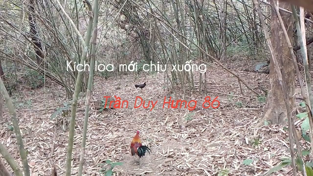 Bẫy gà đồi ngày 9/3/2026 bổi06 tơ lại lập công(kèo đá)