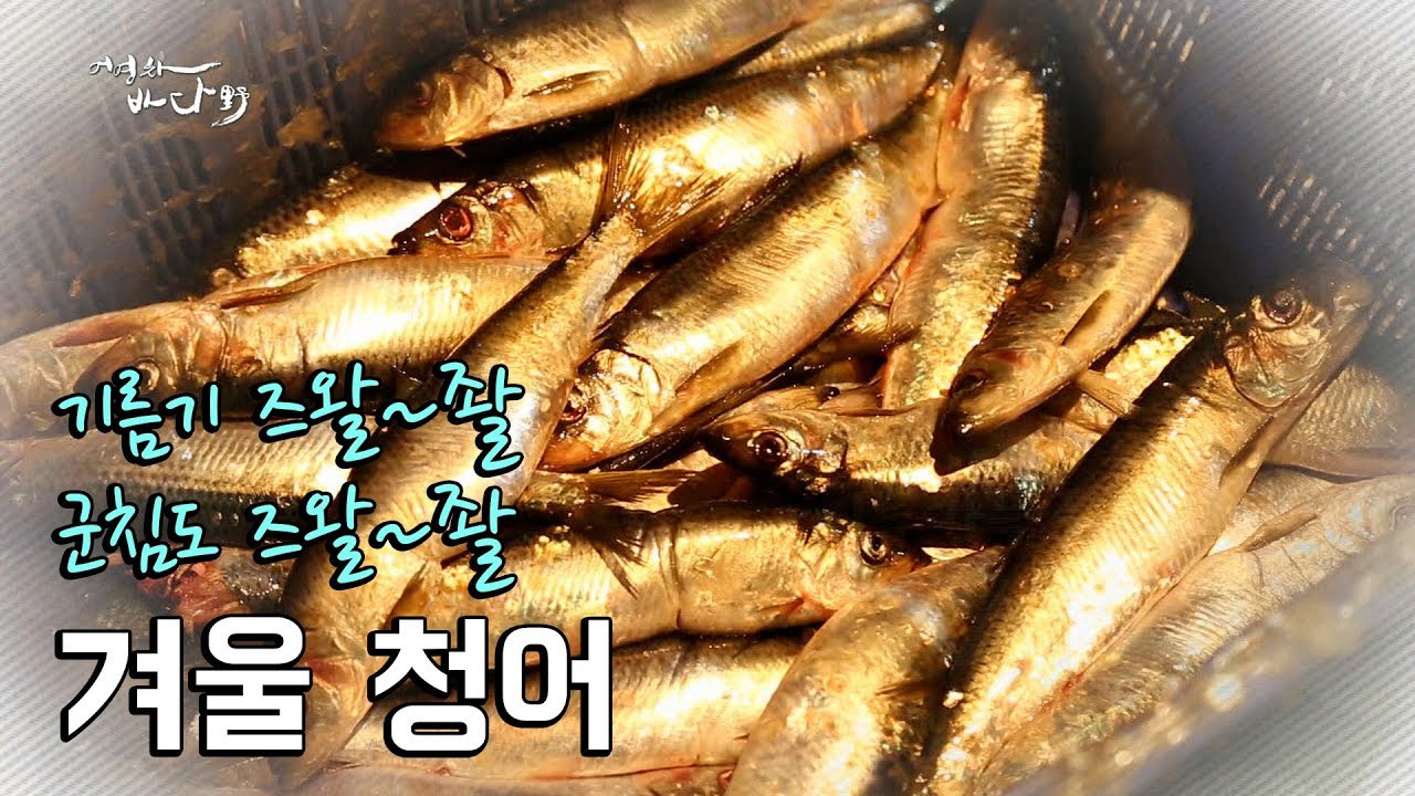 기름기 가득 품은 '청어'  [어영차바다야-황교익해설]