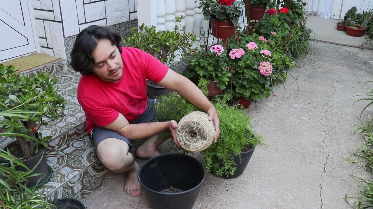 Helecho Espárrago - (ASPARAGUS DENSIFLORUS) / Transplante fácil y rápido sin estrés CON ESTRÉS UPS!