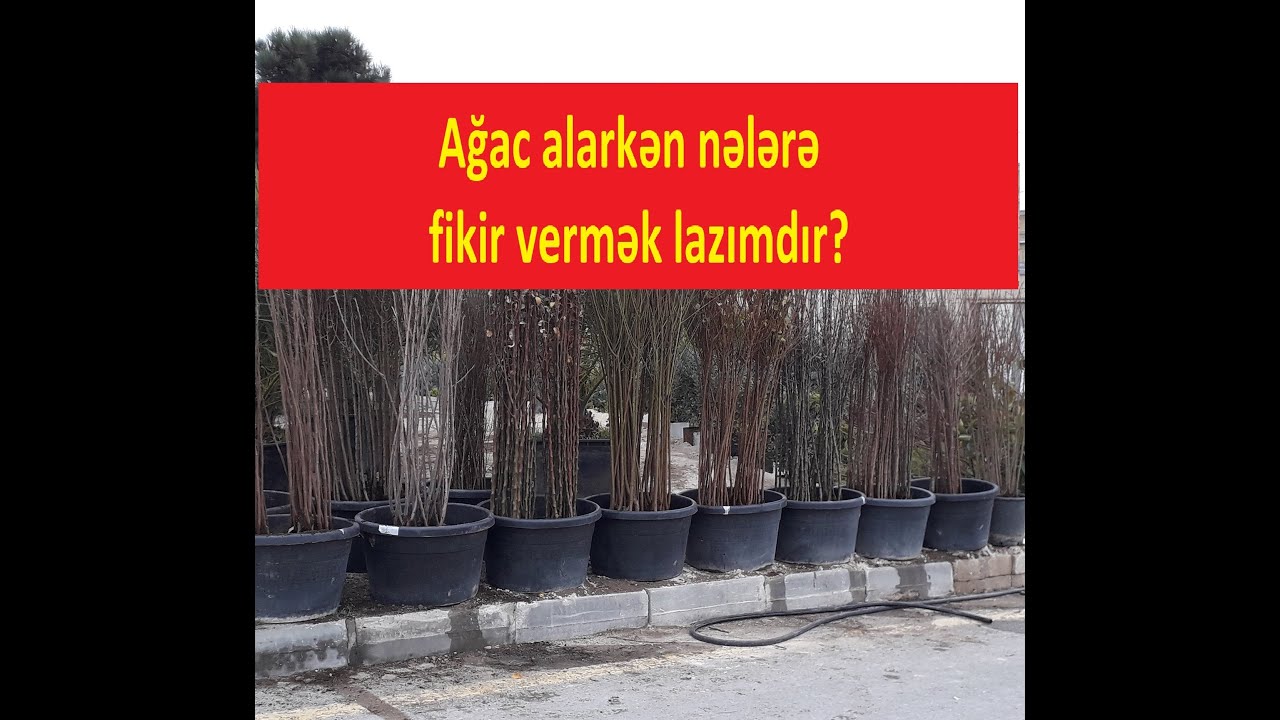 Ağac alarkən nələrə fikir vermək lazımdır? Xan Botanikadan məsləhətlər.