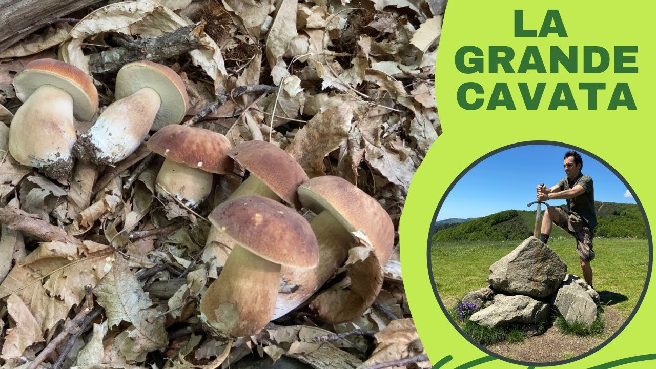 La grande cavata - Boletus aestivalis - 50 porcini nel bosco secco!