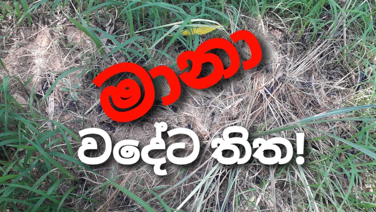 මානා වදේට තිත | How to control  and prevent weeds | Sri lanka 2021 | Sinhala