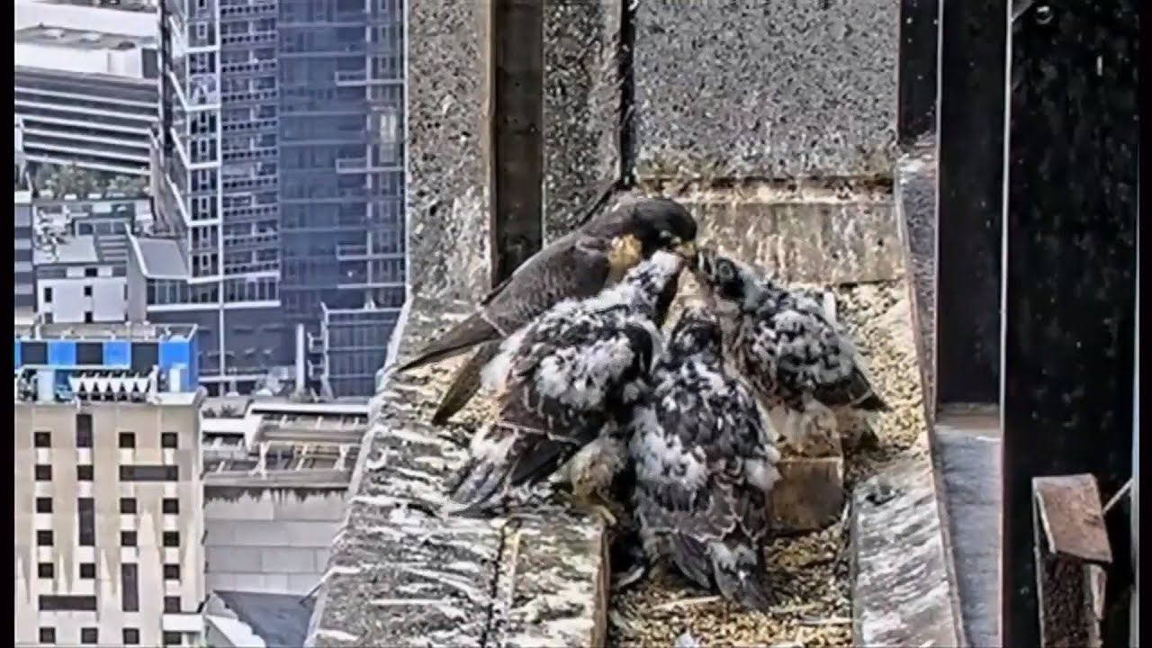 Nestflix in Australia - wowing people as they follow the rearing of these birds  (1)- 8/Nov/2025