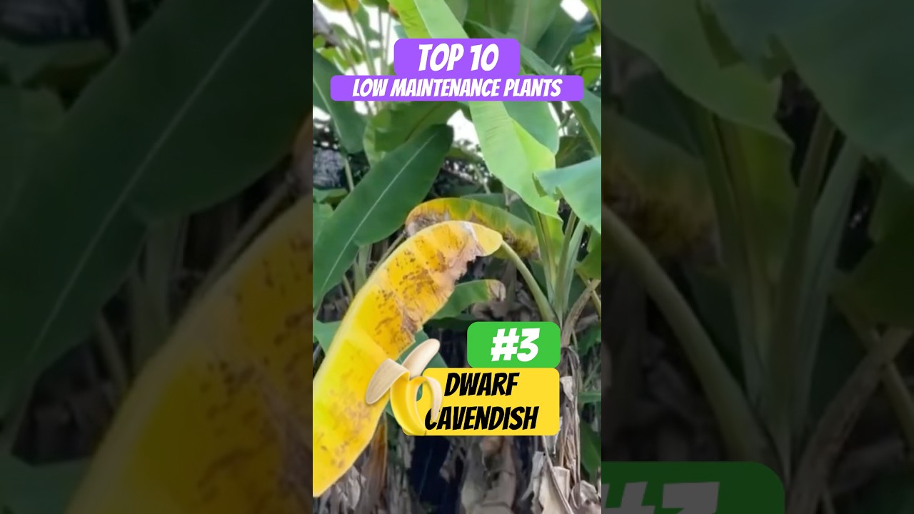You can chop a Dwarf Cavendish Banana down to the ground & it will grow back #easyplants #garden