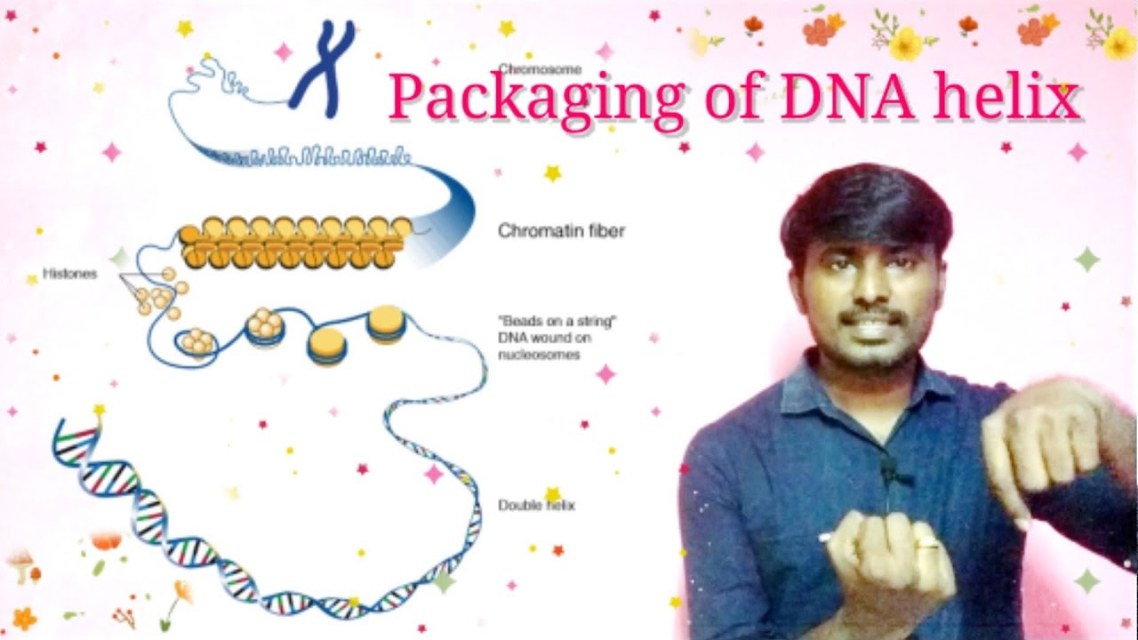 Packaging Of DNA Helix || Molecular genetics || Neet Biology || Class 12