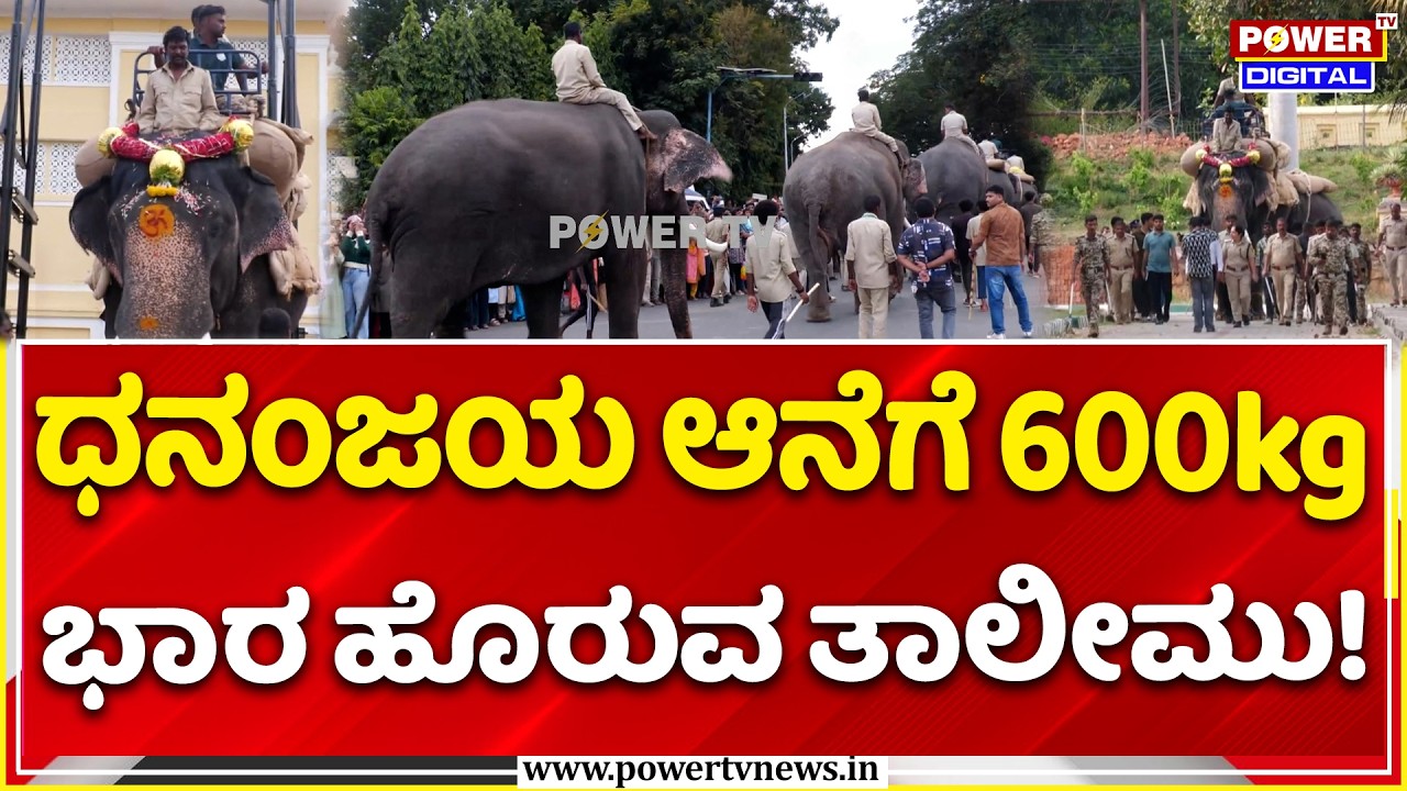 Ambari Elephant Selection Process: ಧನಂಜಯ ಆನೆಗೆ 600kg ಭಾರ ಹೊರುವ ತಾಲೀಮು!