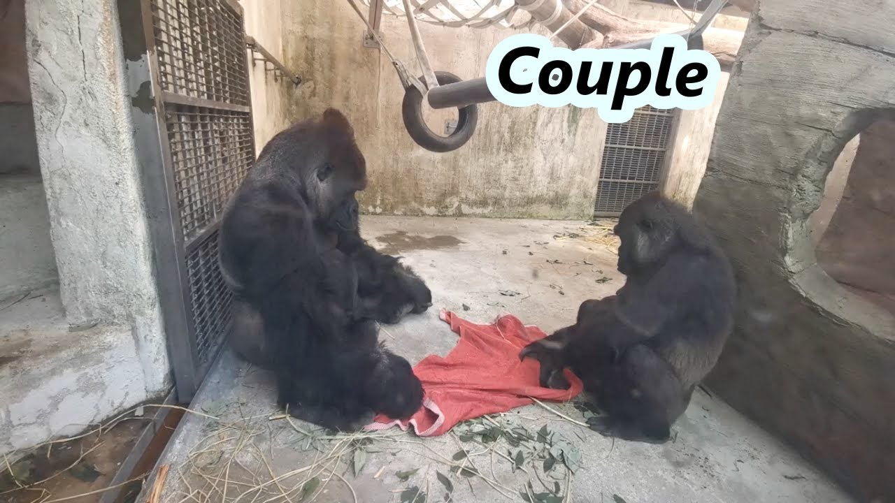 Gorilla couple D'jeeco and Tayari / 大猩猩D'jeeco跟Tayari 的互動