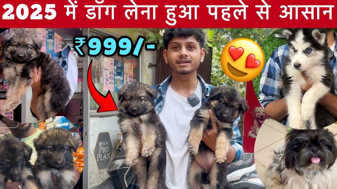 Dog Pet Market In Patna 2025🔥| ₹4,000/- से शुरू 🤩| Labrador, German Shepherd ,Rottweiler, Pug .