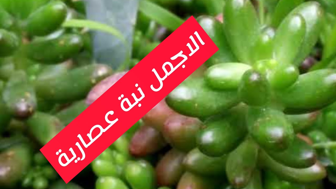 السيديوم طريقة الاكثار والغرس والعناية