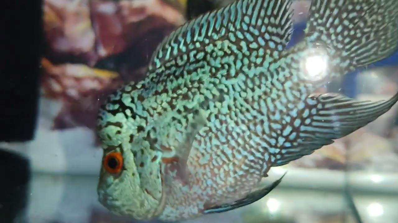 kml  Flowerhorn with Magma pattern fish