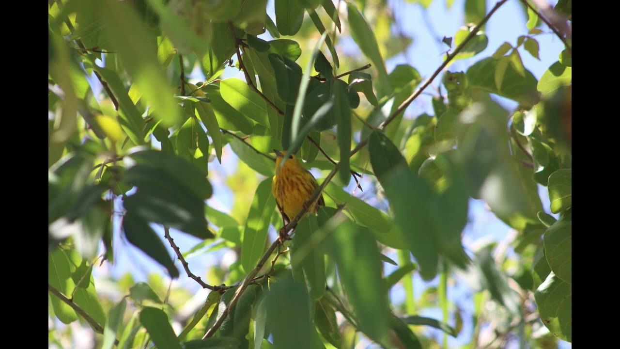 yellow warbler migration