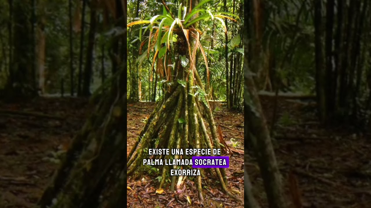 Los &aacute;rboles que caminan