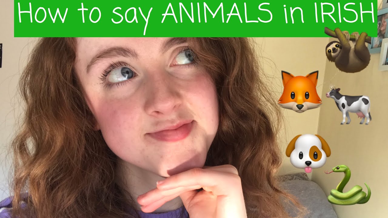 How to say ANIMALS in IRISH/GAEILGE!!