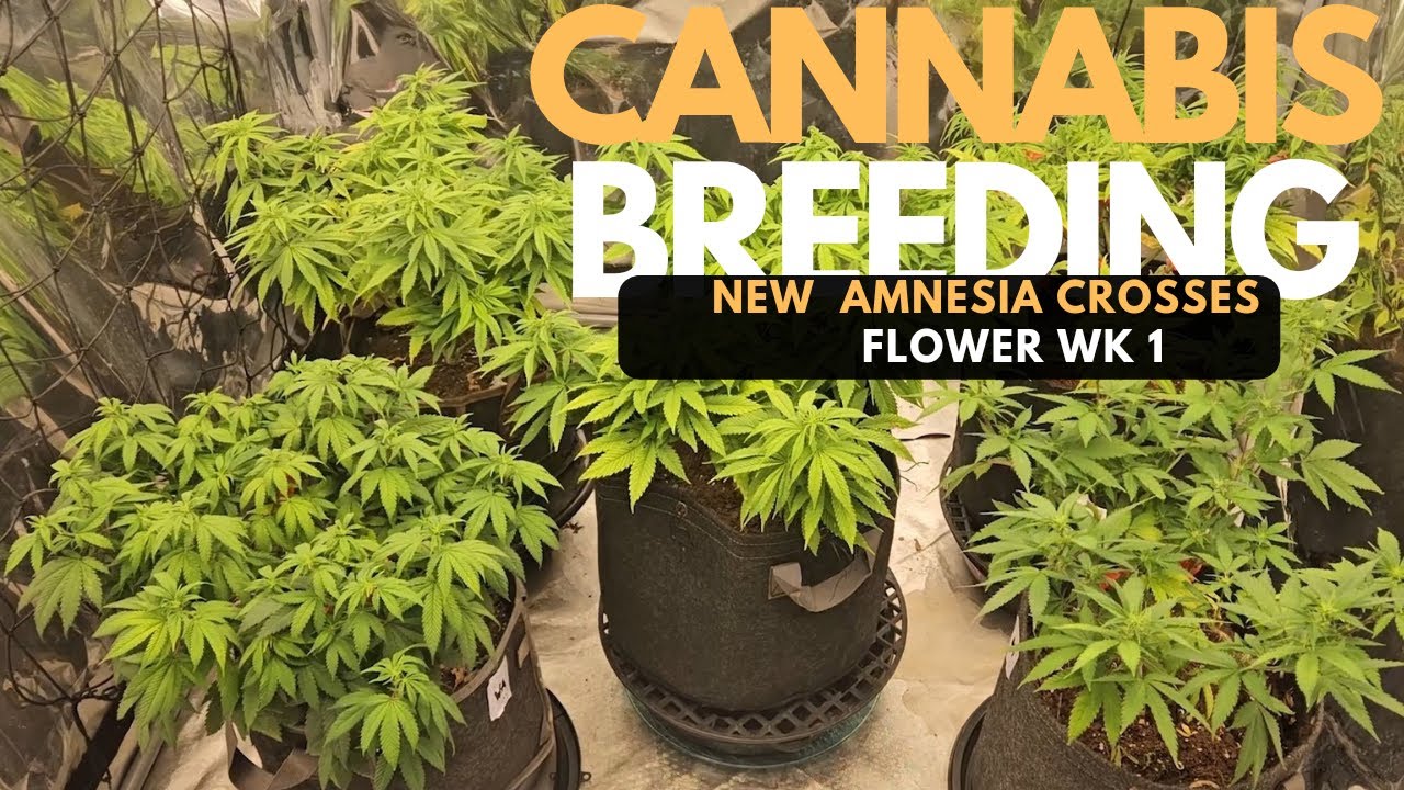 Cannabis Breeding - Amnesia X Purple Punch, White Widow & Orange Bubblegum (Flower Wk 1 Update)