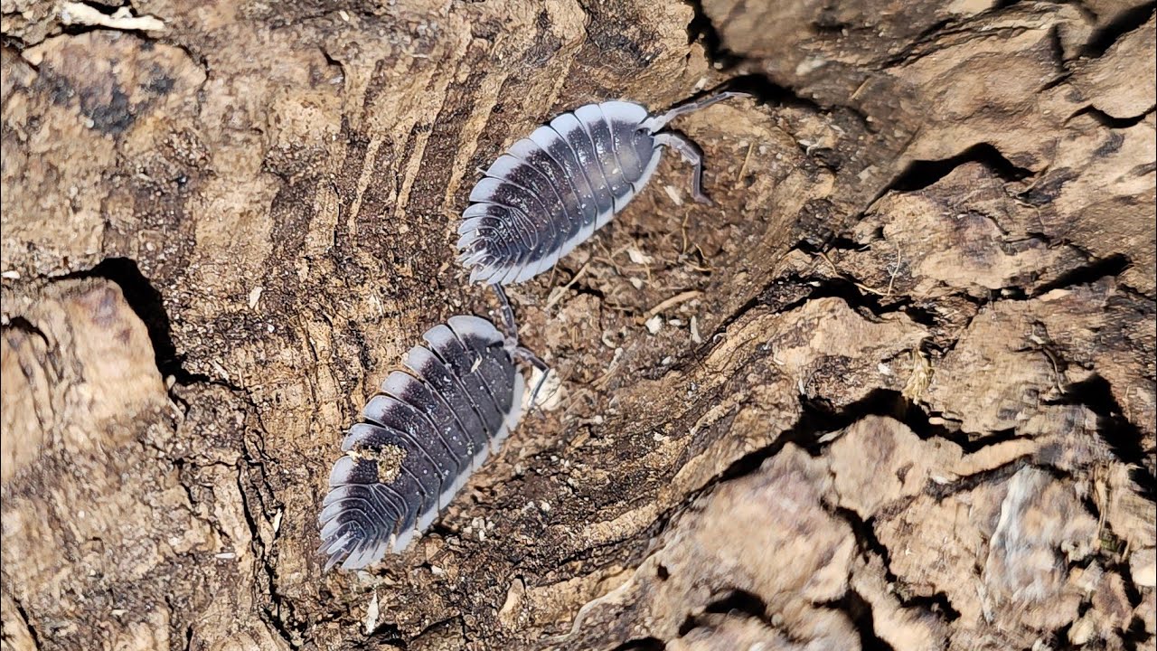 Porcellio werneri enclosure setup - we have babies!