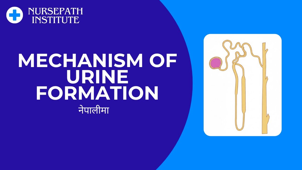 Mechanism of Urine Formation | Easily Explained