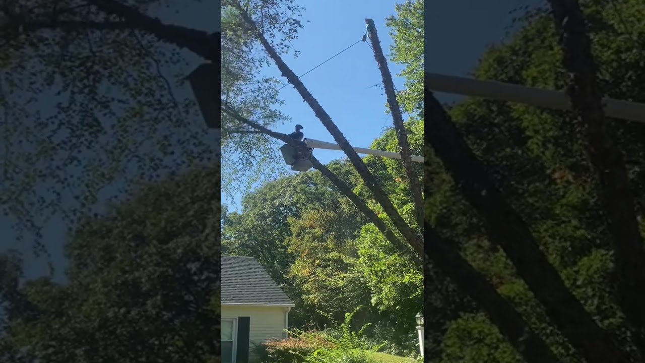 River birch rigging 👍 #treeguy #trees #treework #arblife #fy #ms200t #treebiz #arblife #fyp