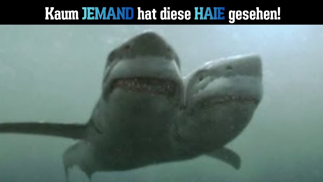 Diese UNGLAUBLICHEN Haie hat kaum JEMAND gesehen!
