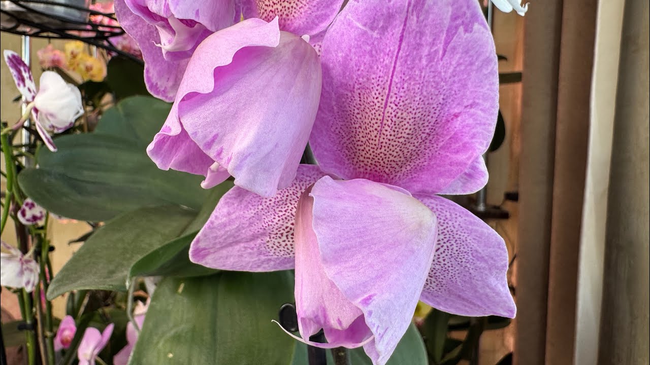 Новый бриллиант в коллекции ! Орхидея Мюрей пелорик 