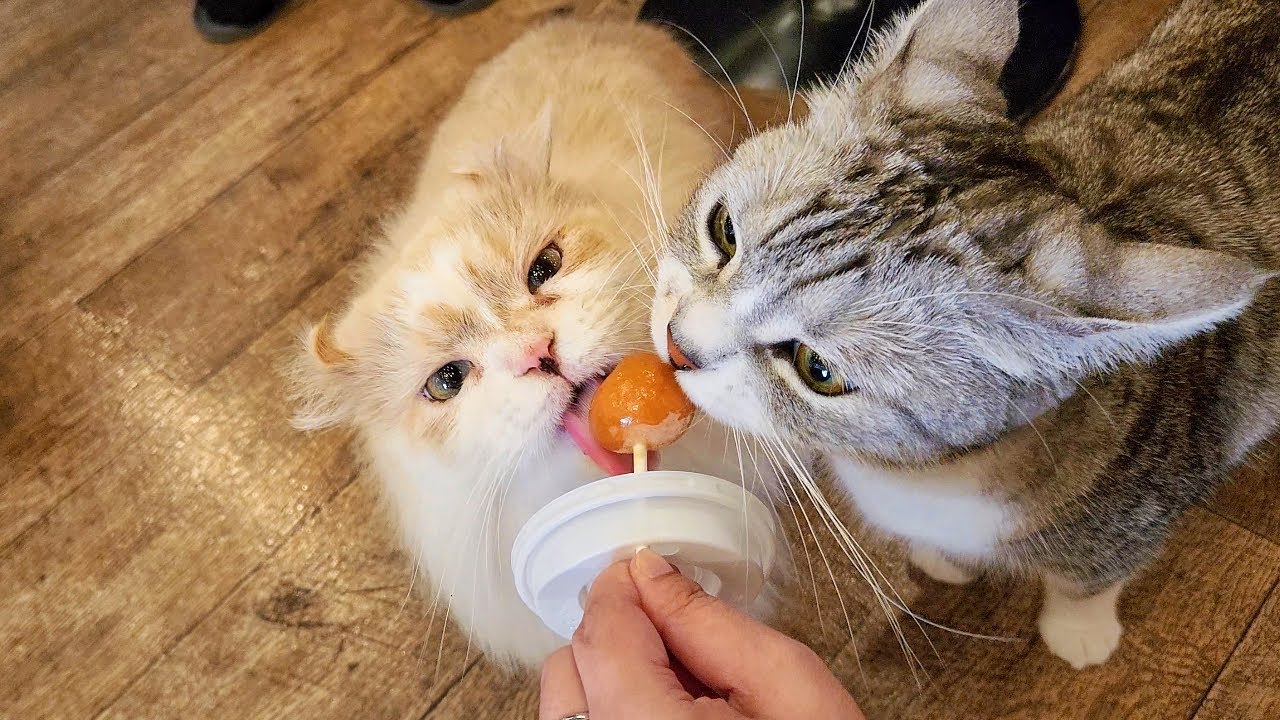 Visiting Cute Cat Cafe in Japan 🐈❤️ | Lovely Cats ASMR | MOCHA Lounge Pet Cafes